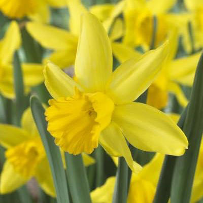 Discover your birth month bulb: There's a beautiful bloom for every ...