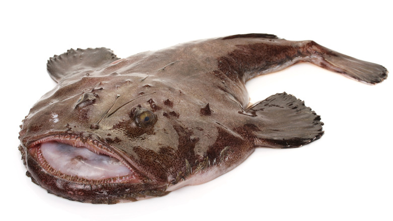 What is monkfish and how do you cook with it?