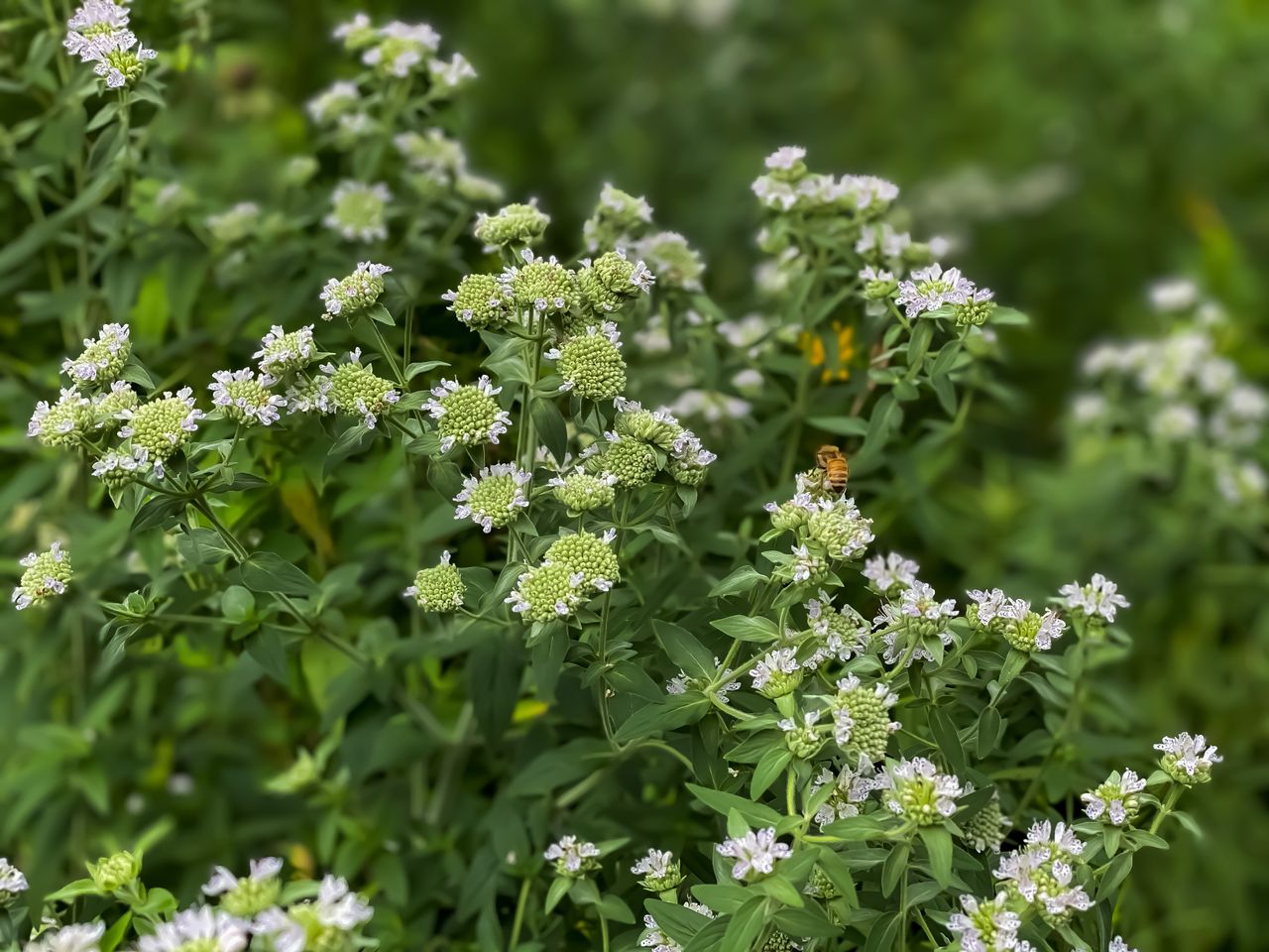 mountain mint blooms being visited by a bee