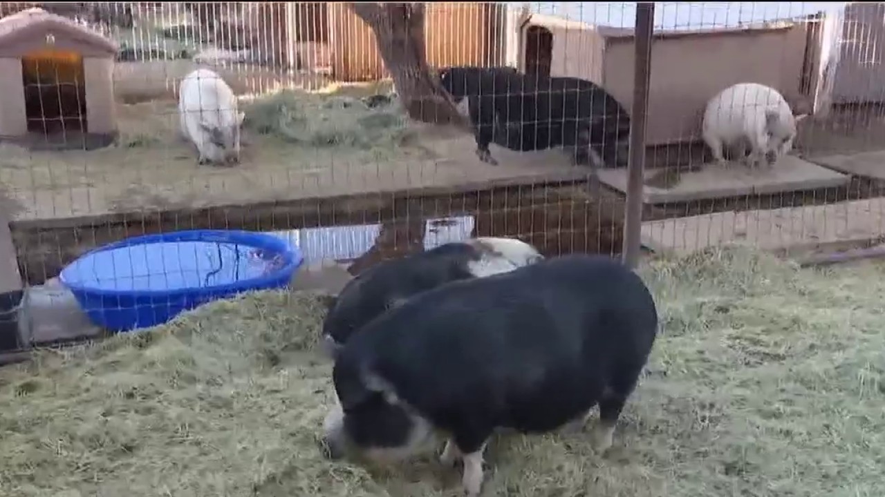Daily activity could improve lives of 200 rescue pigs