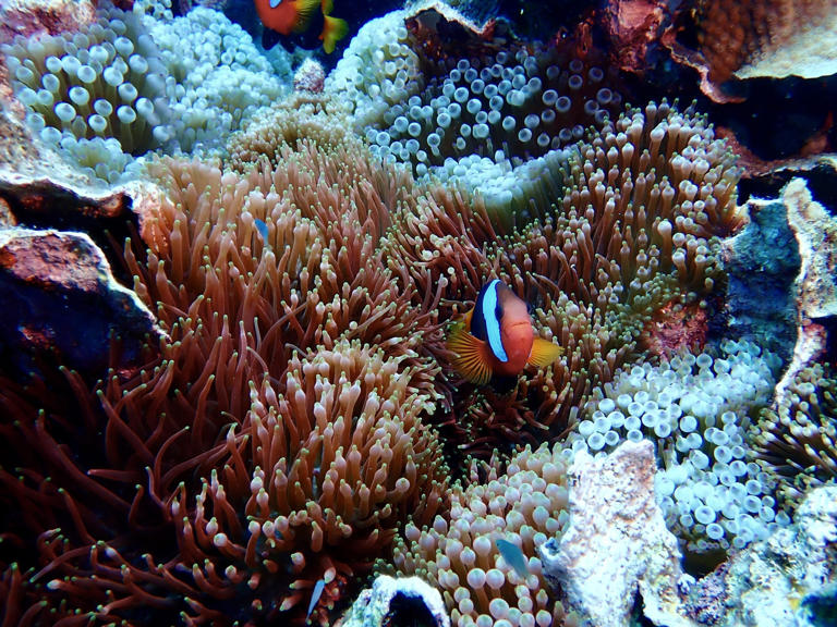 The largest documented coral colony in the world found on the Great ...