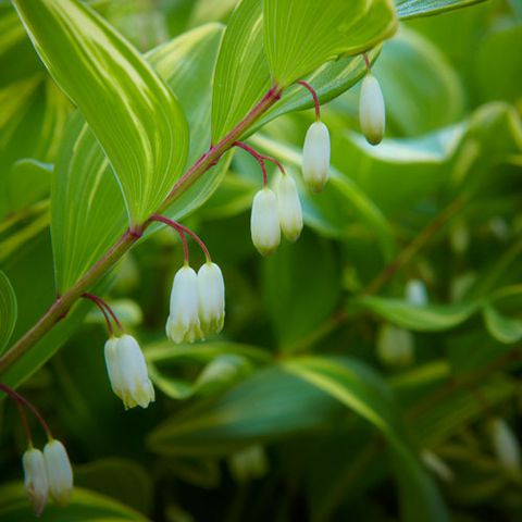 Variegated Solomon's Seal