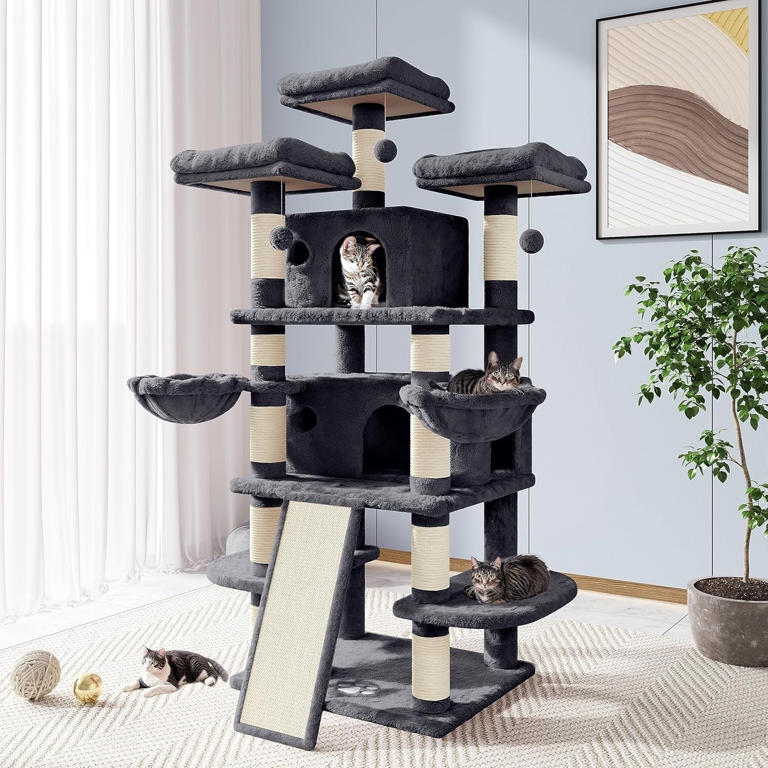 Cat trees are actually really important for cats' well-being, according ...