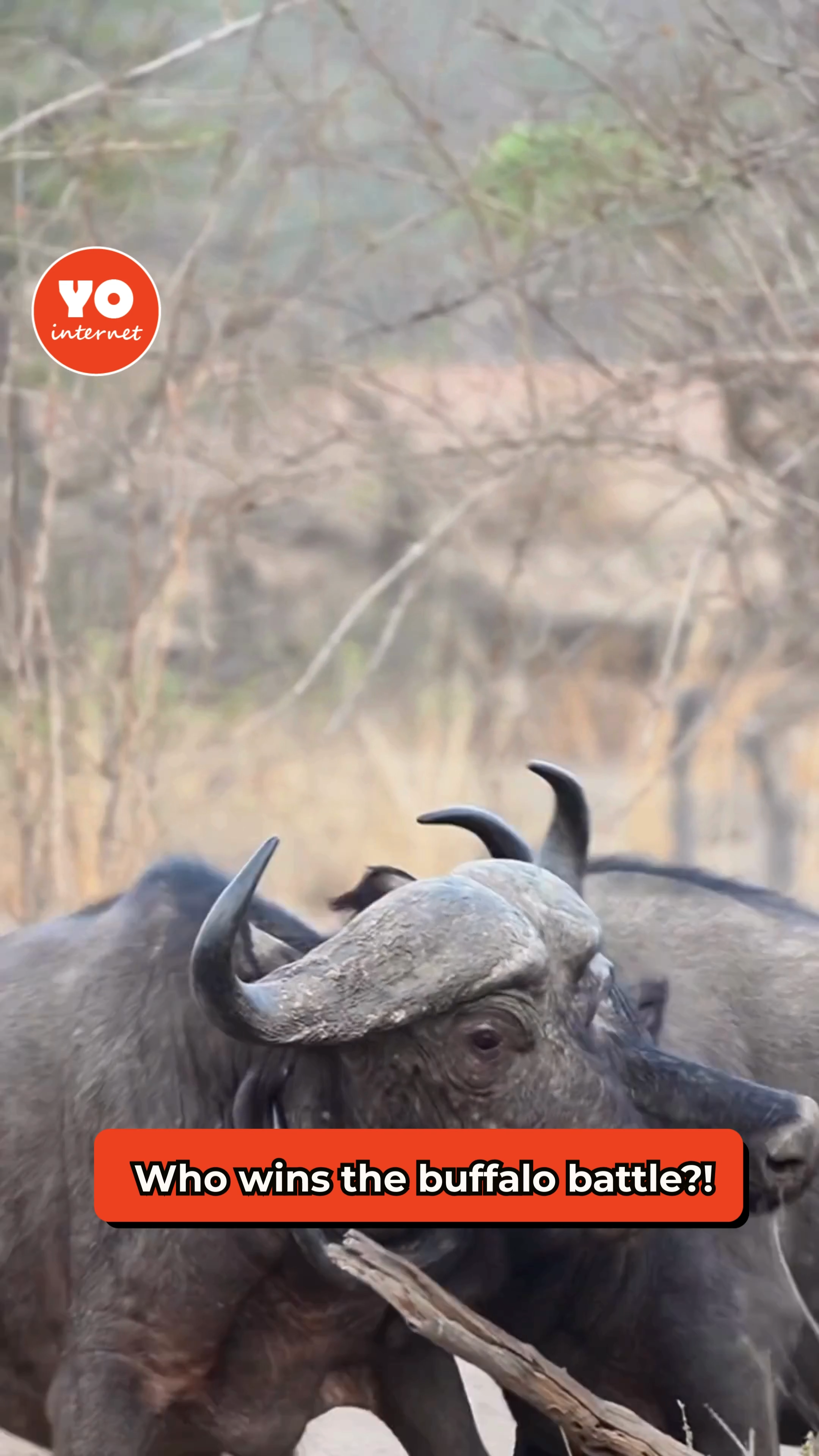 Dramatic buffalo clash as adversaries vie for supremacy and attract mates