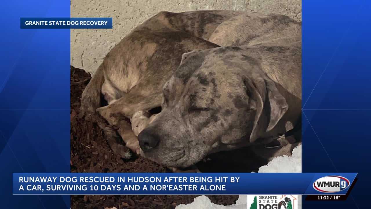 Runaway dog rescued in Hudson after being hit by a car, surviving 10 ...