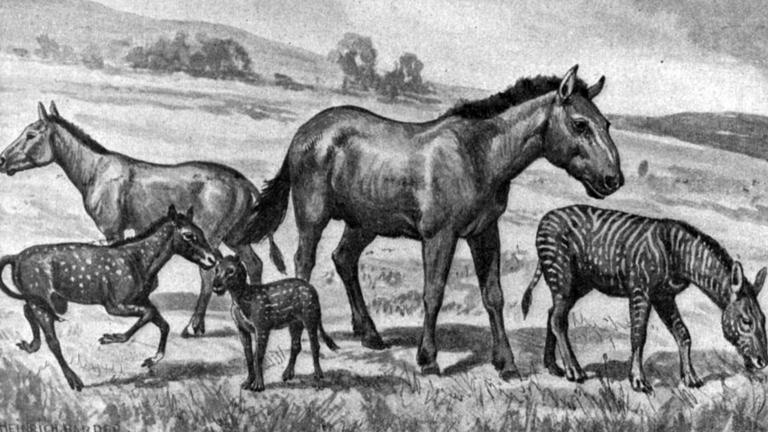 Geneticists have extracted DNA from a 200,000-year-old horse ...