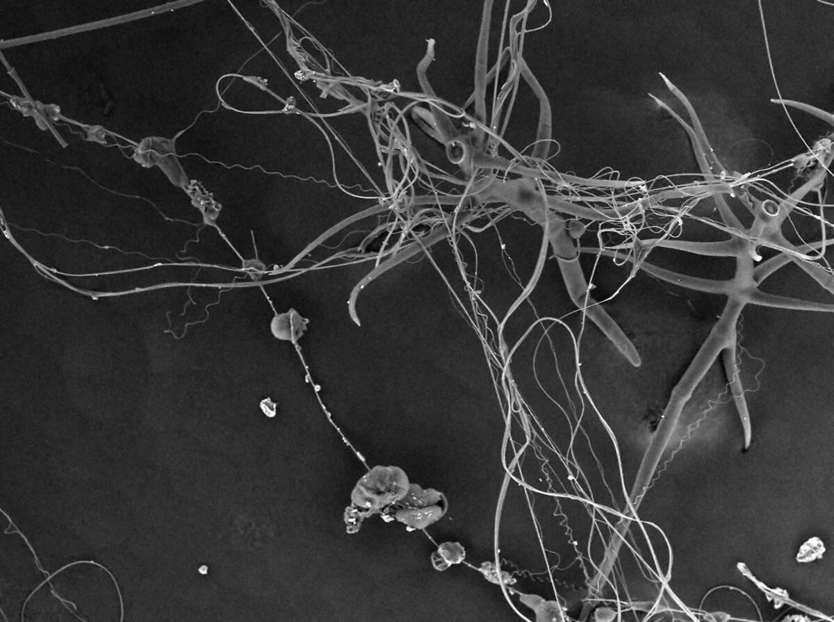 How some spiders build webs stronger than steel