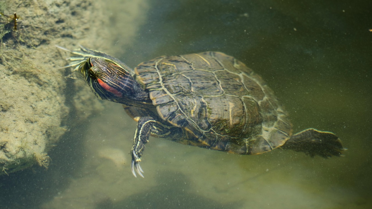 These bizarre animals hack their own body heat like living thermostats