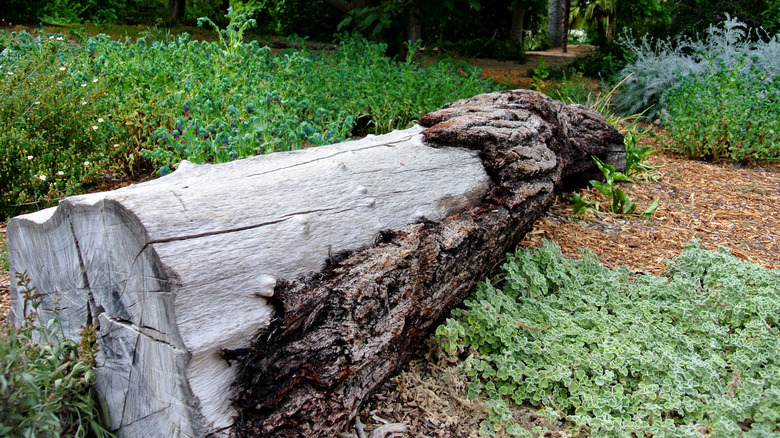 Transform A Log And Nursery Pots Into DIY Garden Decor That Look ...