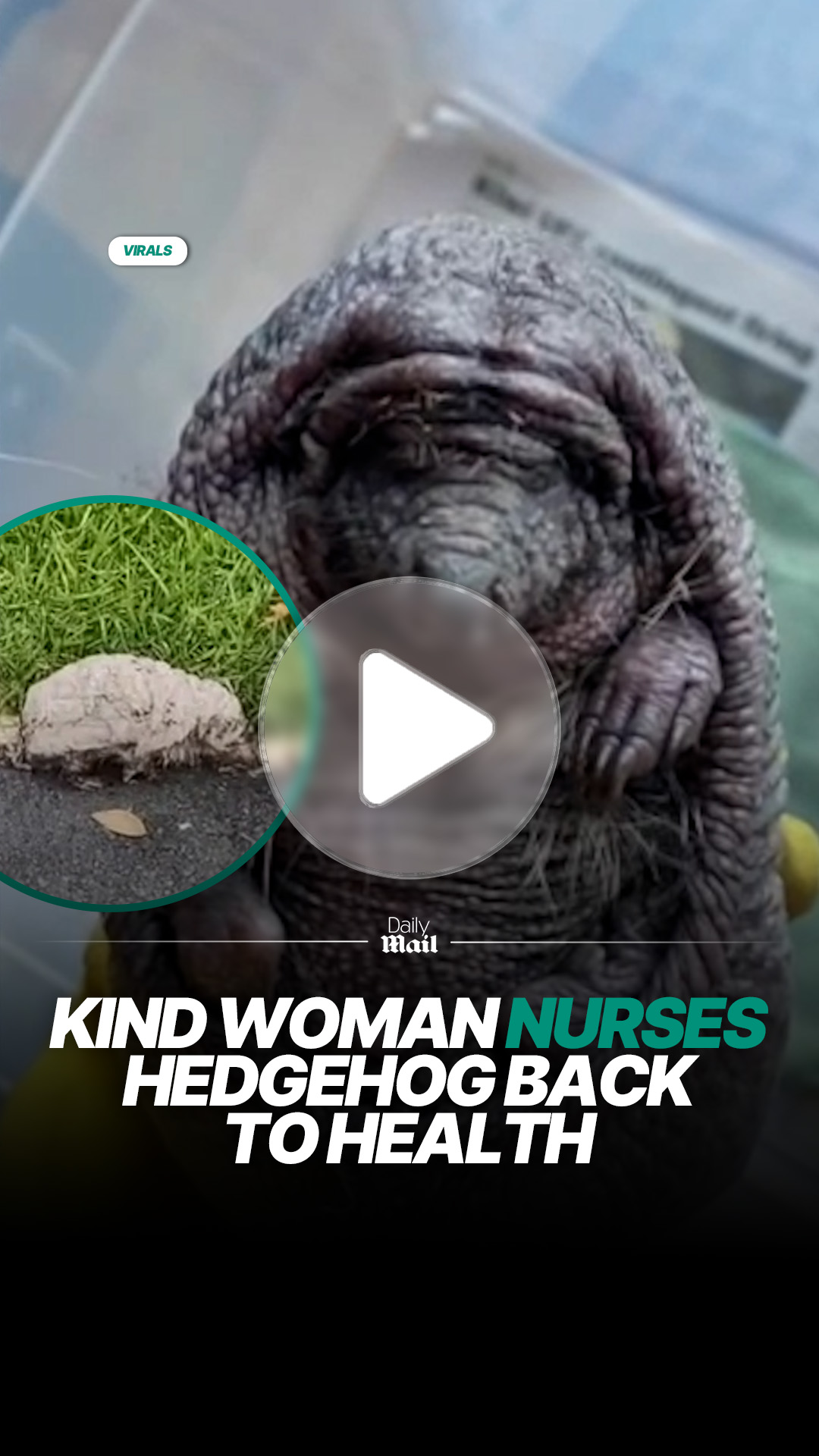 Woman fosters and rehabilitates injured mystery animal