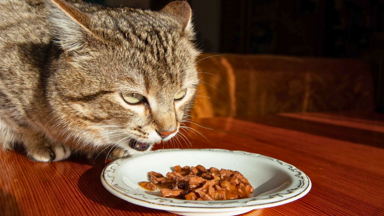 I Feed My Cat on Regular Plates. My Dinner Guests Brought Their Own China to Avoid My ‘Disgusting' Kitchen.