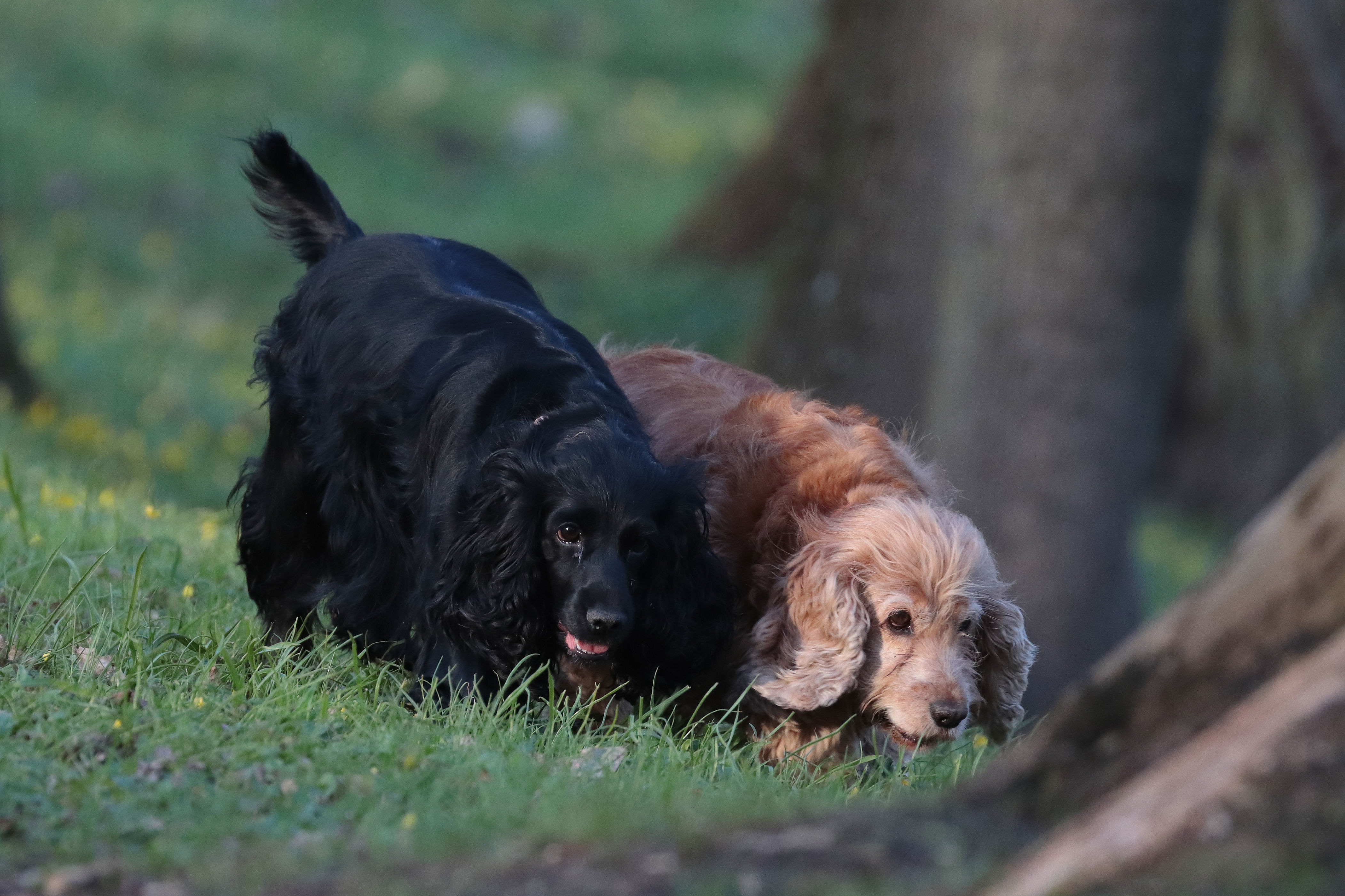 Magical cocker spaniel siblings are called soul mates, you can’t unsee it