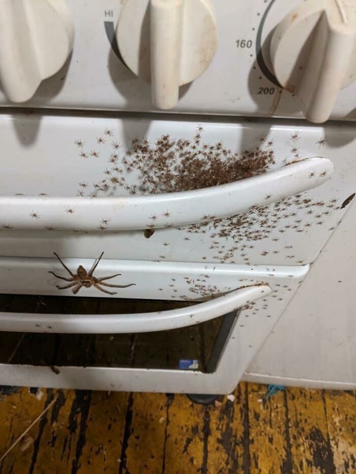28 spiders that look scarier because of where they were found