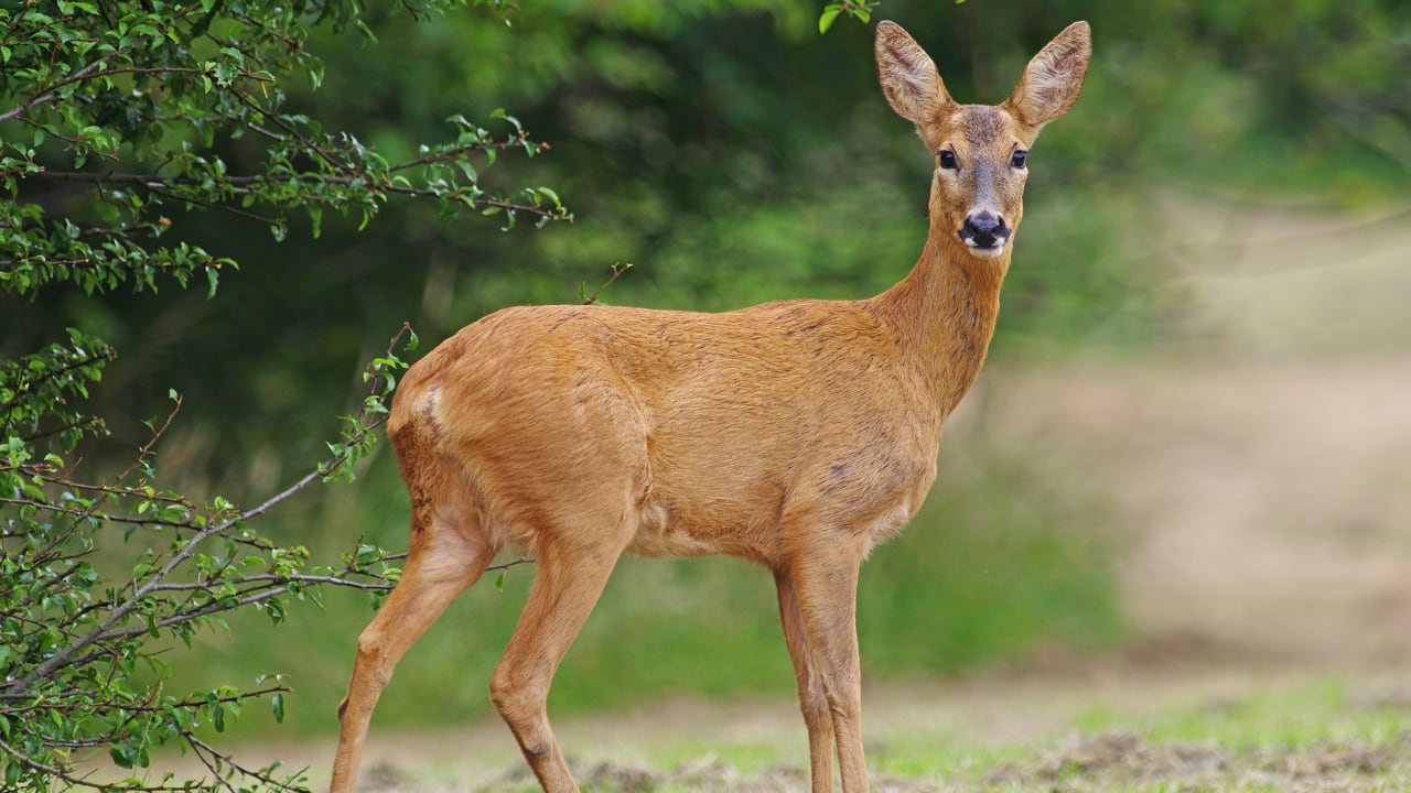 Peachtree Corners launches effort to manage deer overpopulation