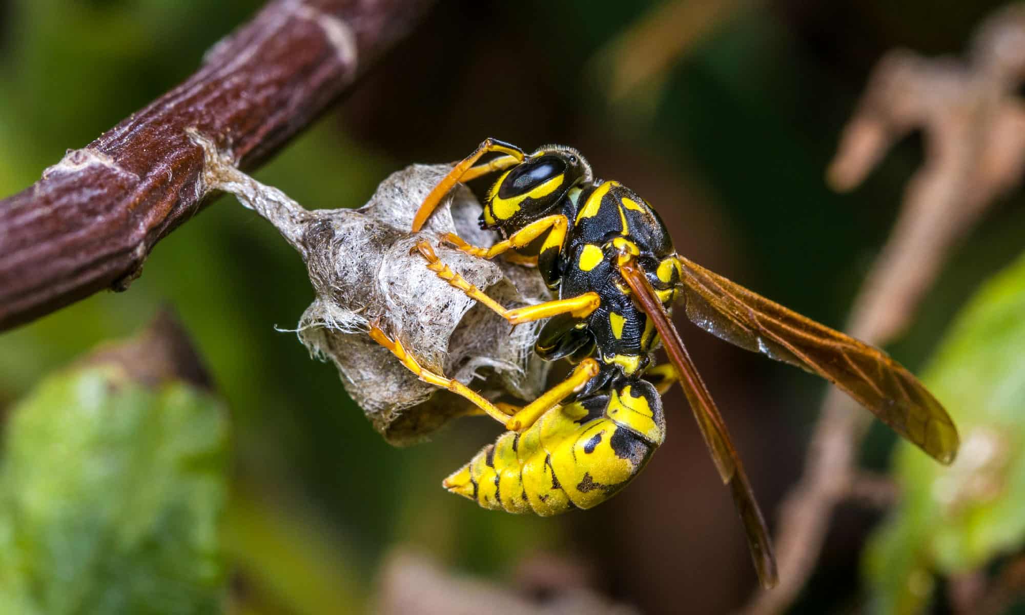 Where do wasps build their nests and why?