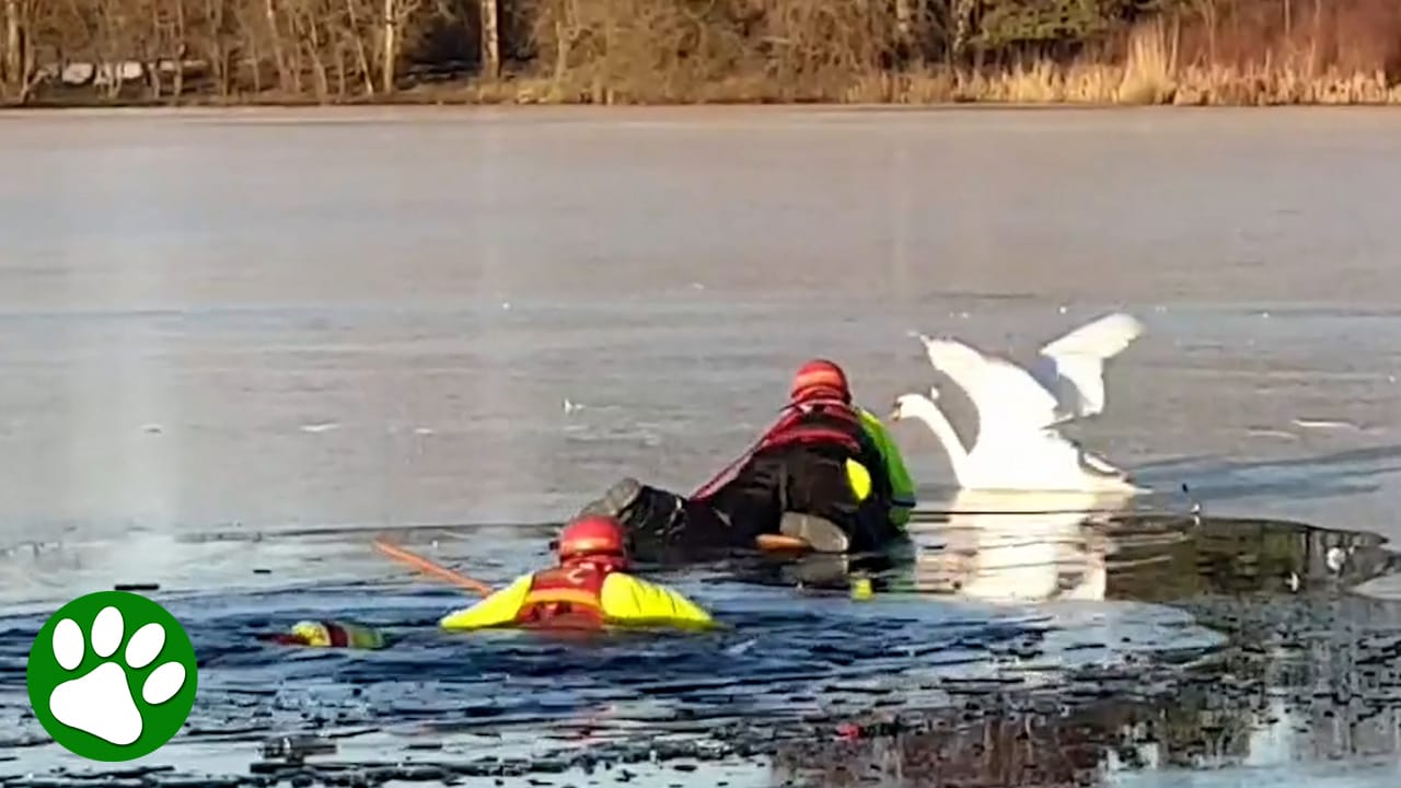 Brave firefighters rescue frozen swan