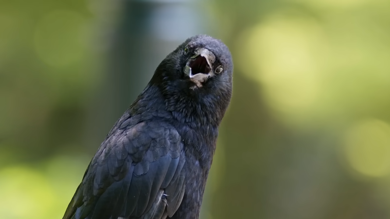 Watch what happens when a crow recognizes a human face