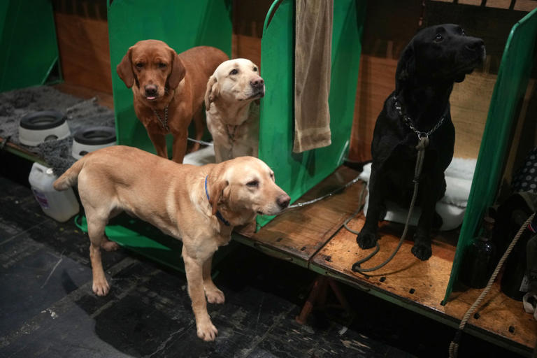 Top Show Dogs 2026: Here are the 12 breeds of adorable dog who have won ...