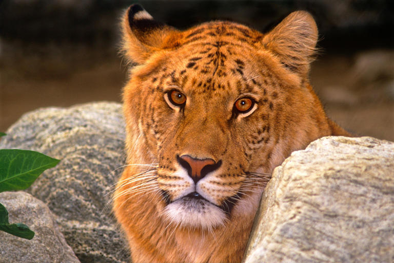 À la fois tigre et lion, le tigron ne vit qu’en captivité et continue ...