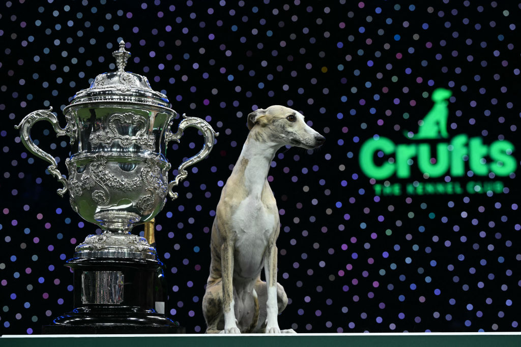 Top Show Dogs 2026: Here are the 12 breeds of adorable dog who have won ...