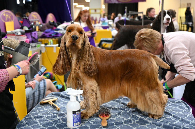 Top Show Dogs 2026: Here are the 12 breeds of adorable dog who have won ...