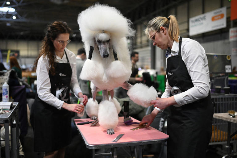 Top Show Dogs 2026: Here are the 12 breeds of adorable dog who have won ...