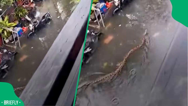 TikTok video showed massive 5-metre python swimming through flooded ...