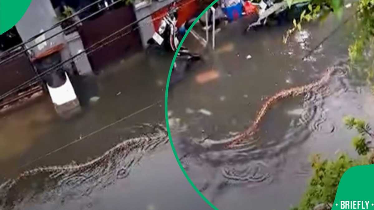TikTok video showed massive 5-metre python swimming through flooded ...