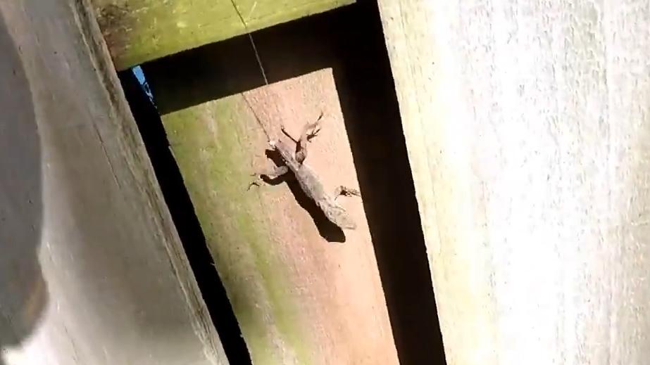 This is what happens when I use live lizards as bait