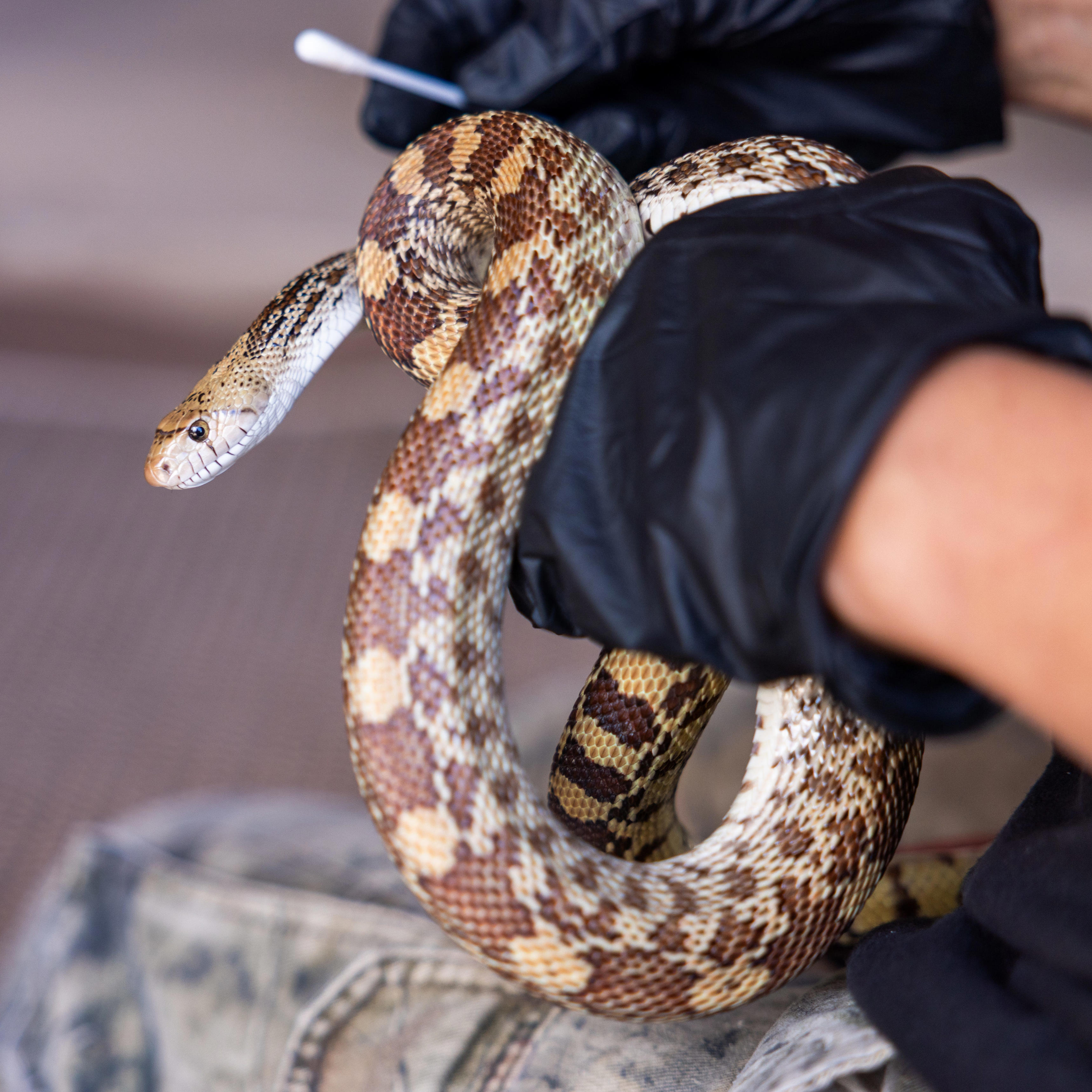 A 9-foot snake slithers around Phoenix. Meet Arizona's longest snake