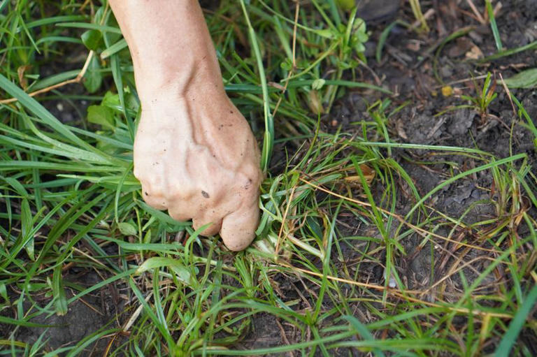 Monty Don's simple way to banish weeds from garden with one March job