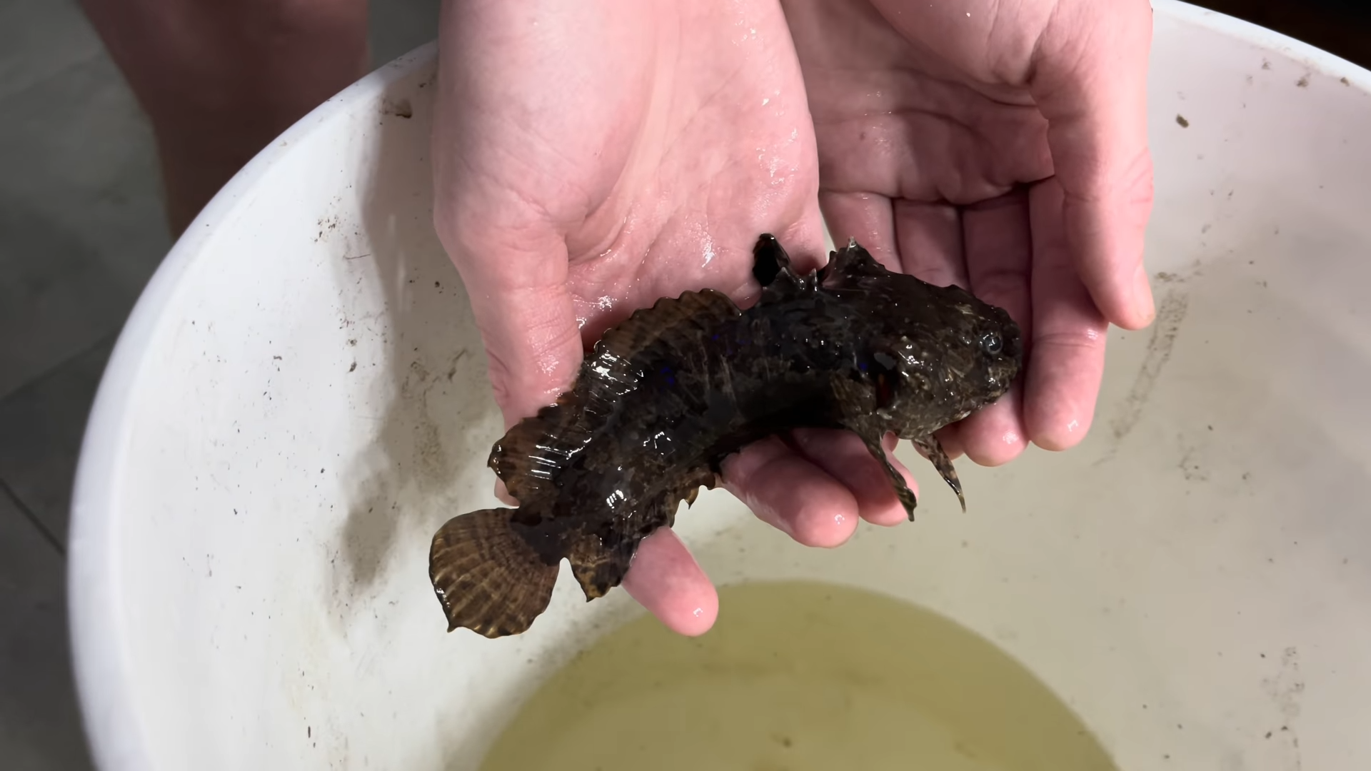 This is what happens when online fish shopping goes too far