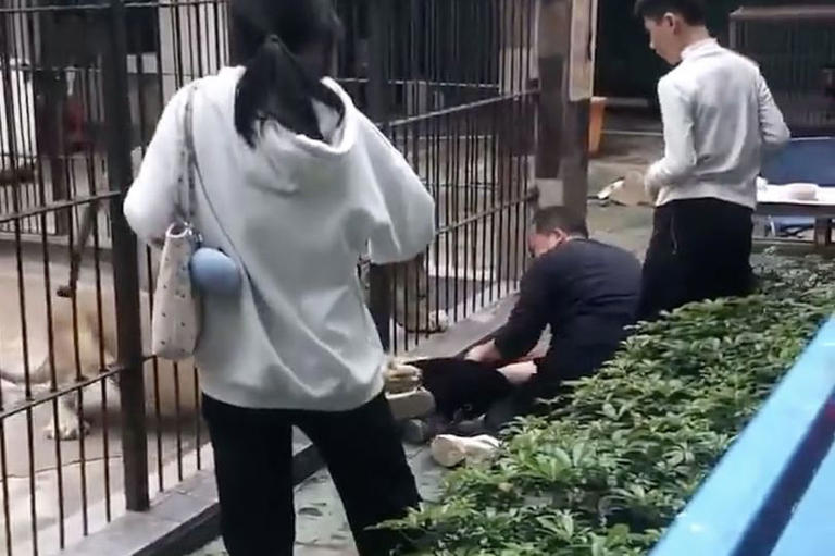 Girl, 10, screams in terror as she is mauled by lion during feeding ...