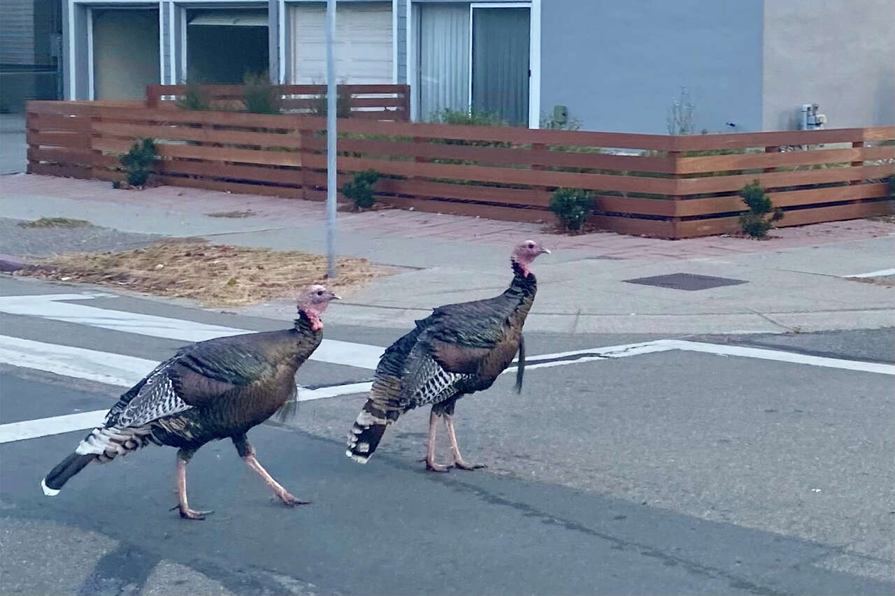 The reason turkeys attack cars in the Bay Area