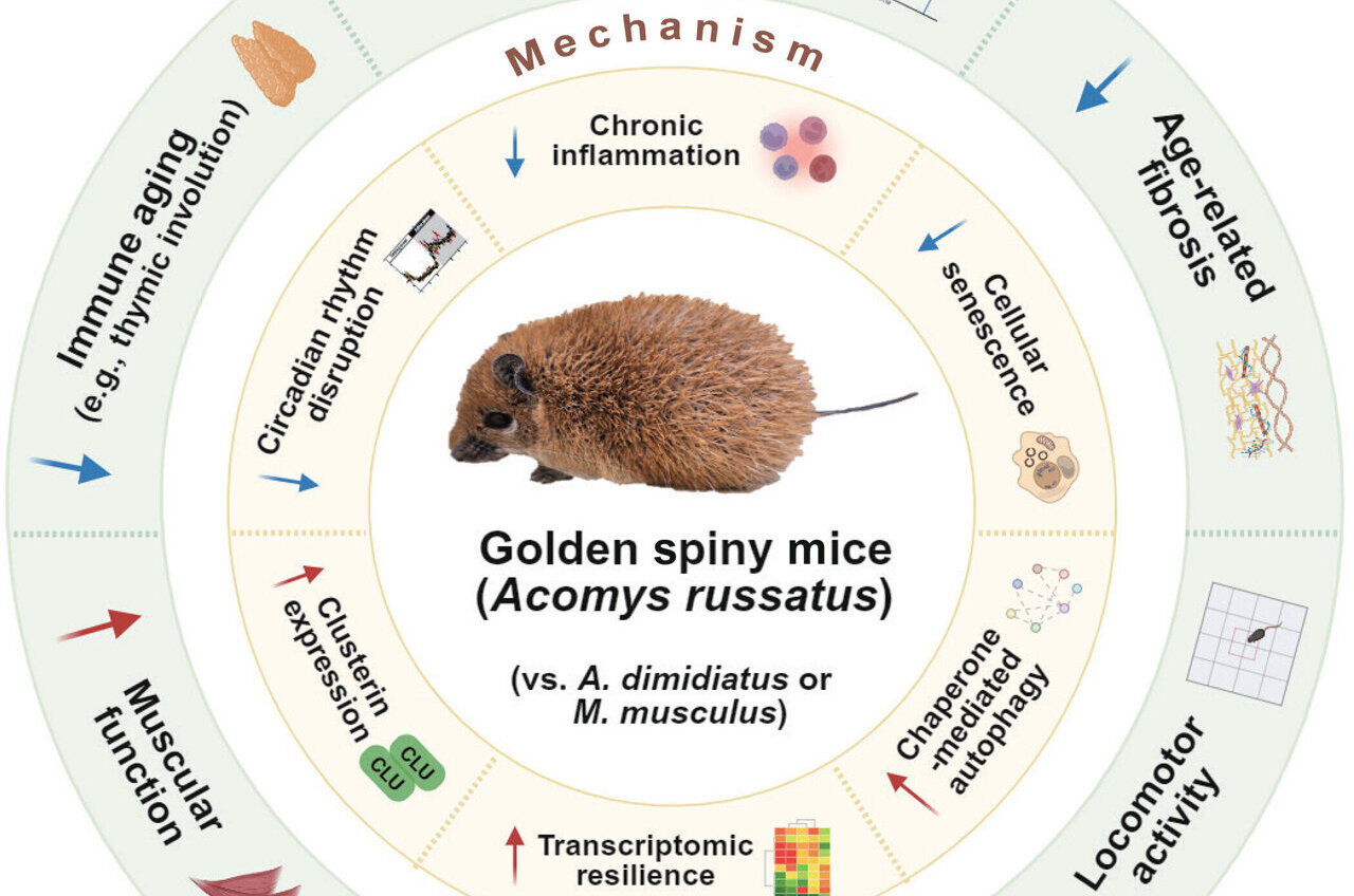 Long-living wild mouse may hold secret to healthy aging