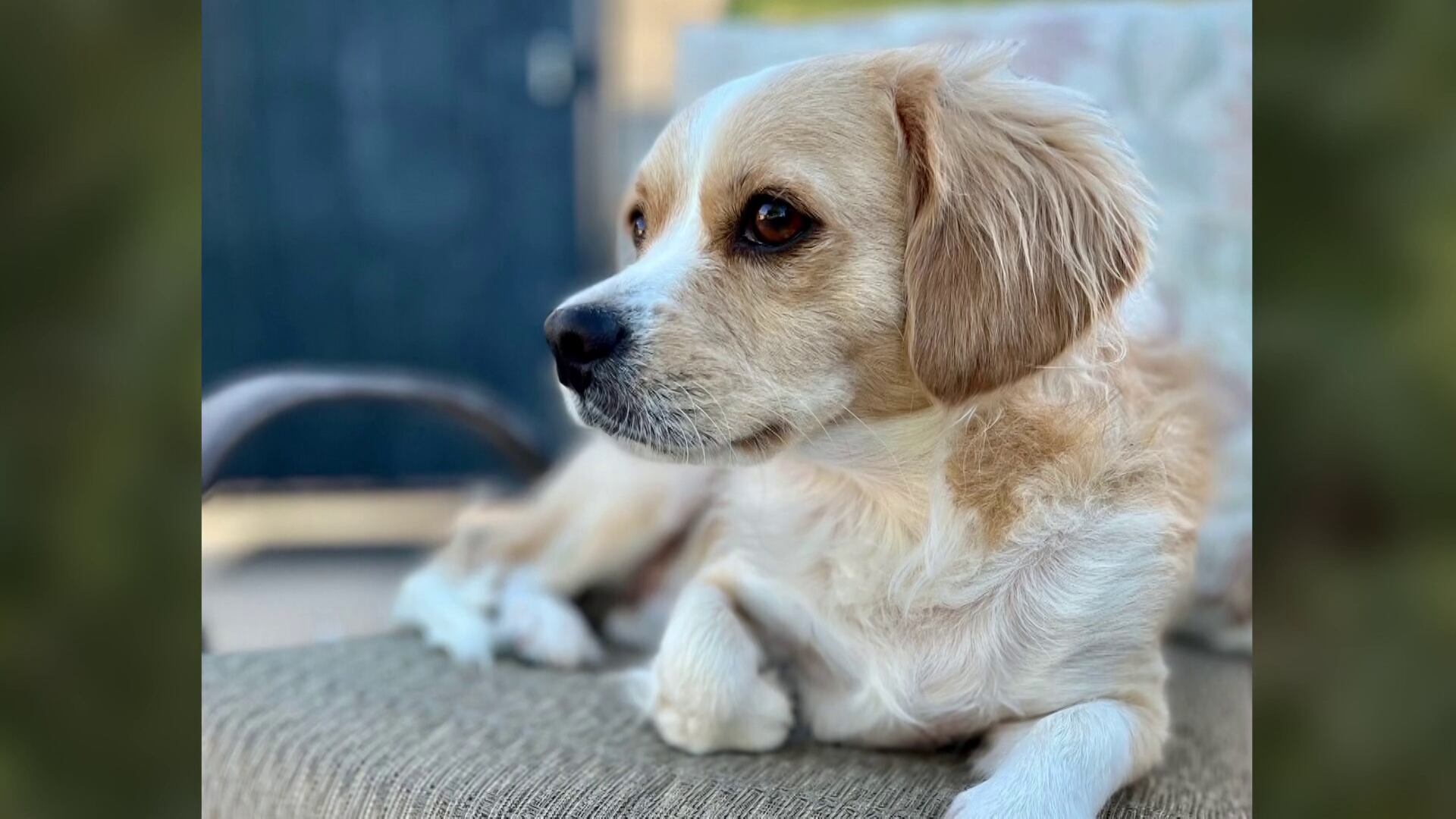Phoenix man’s dog attacked, killed by another dog during neighborhood walk