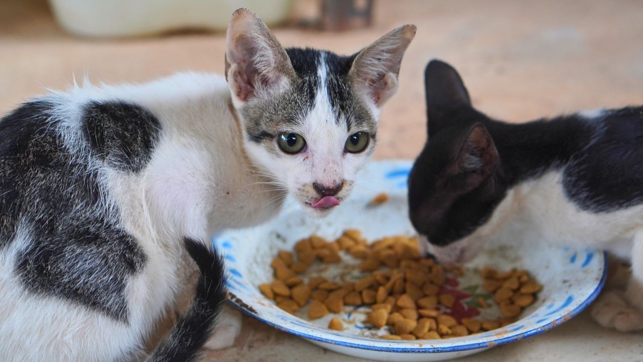 I Feed My Cat on Regular Plates. My Dinner Guests Brought Their Own China to Avoid My ‘Disgusting' Kitchen.