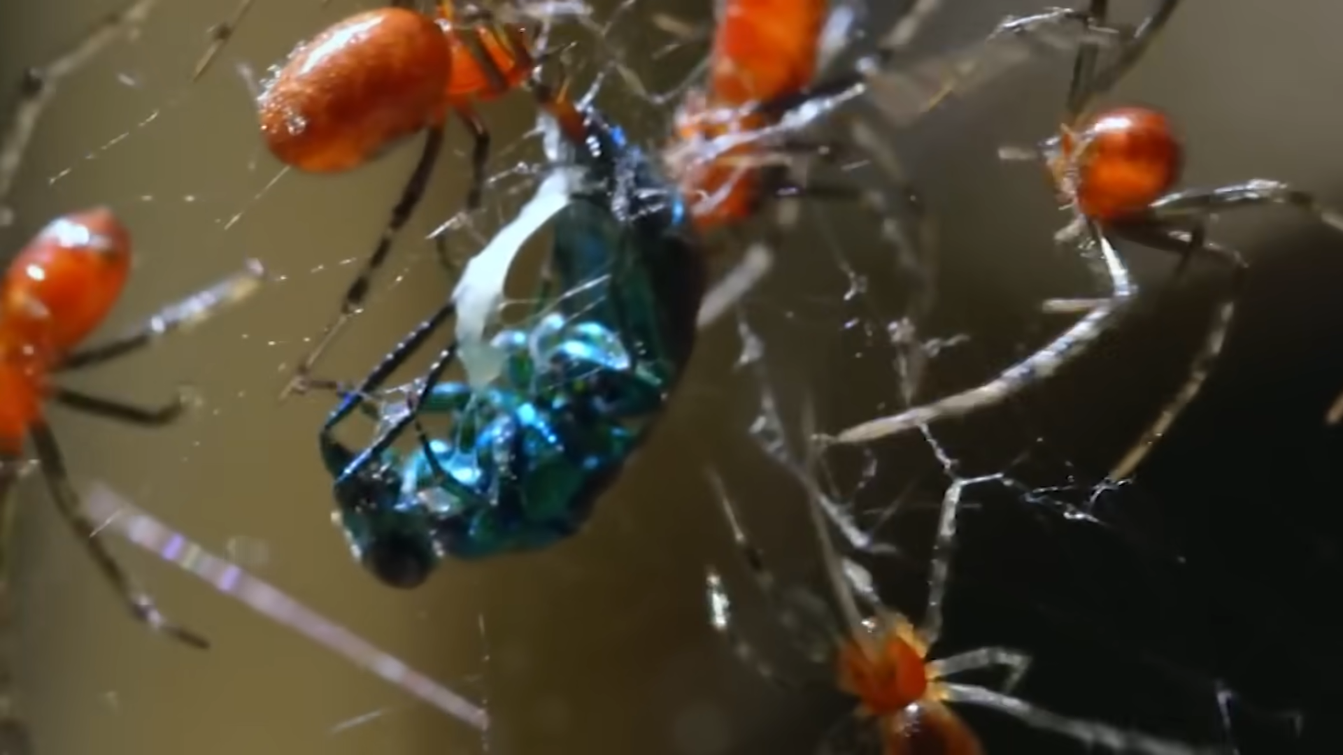 Watch what happens when a fly gets caught in a spider’s web