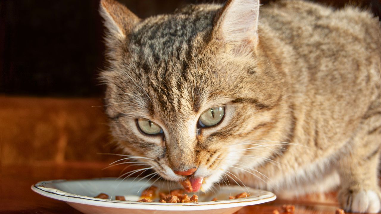 I Feed My Cat on Regular Plates. My Dinner Guests Brought Their Own China to Avoid My ‘Disgusting' Kitchen.