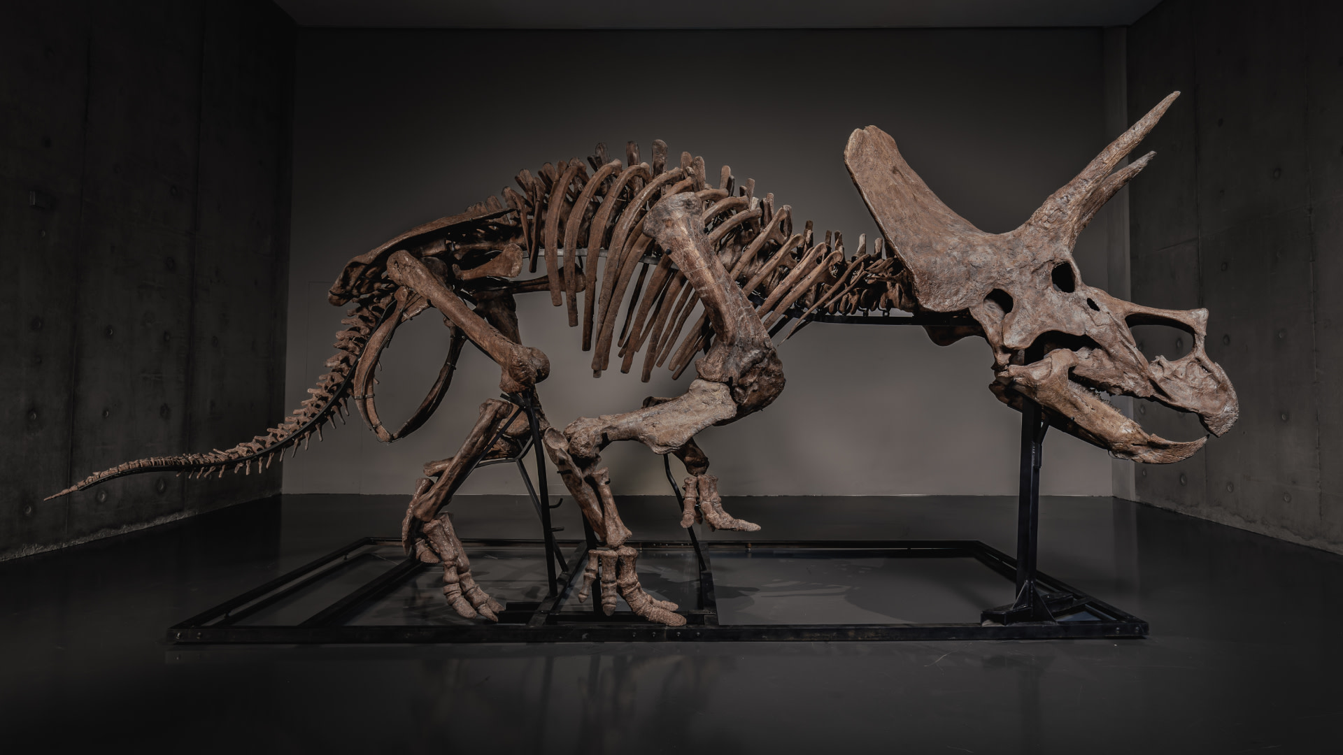 Pharrell's Joopiter platform is auctioning off an actual triceratops ...