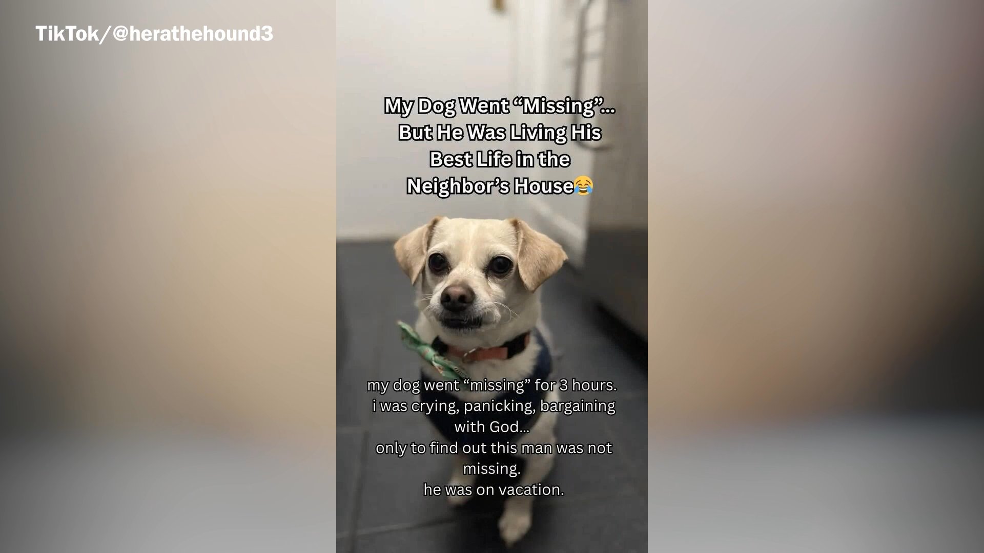 Owner finds missing dog with neighbor