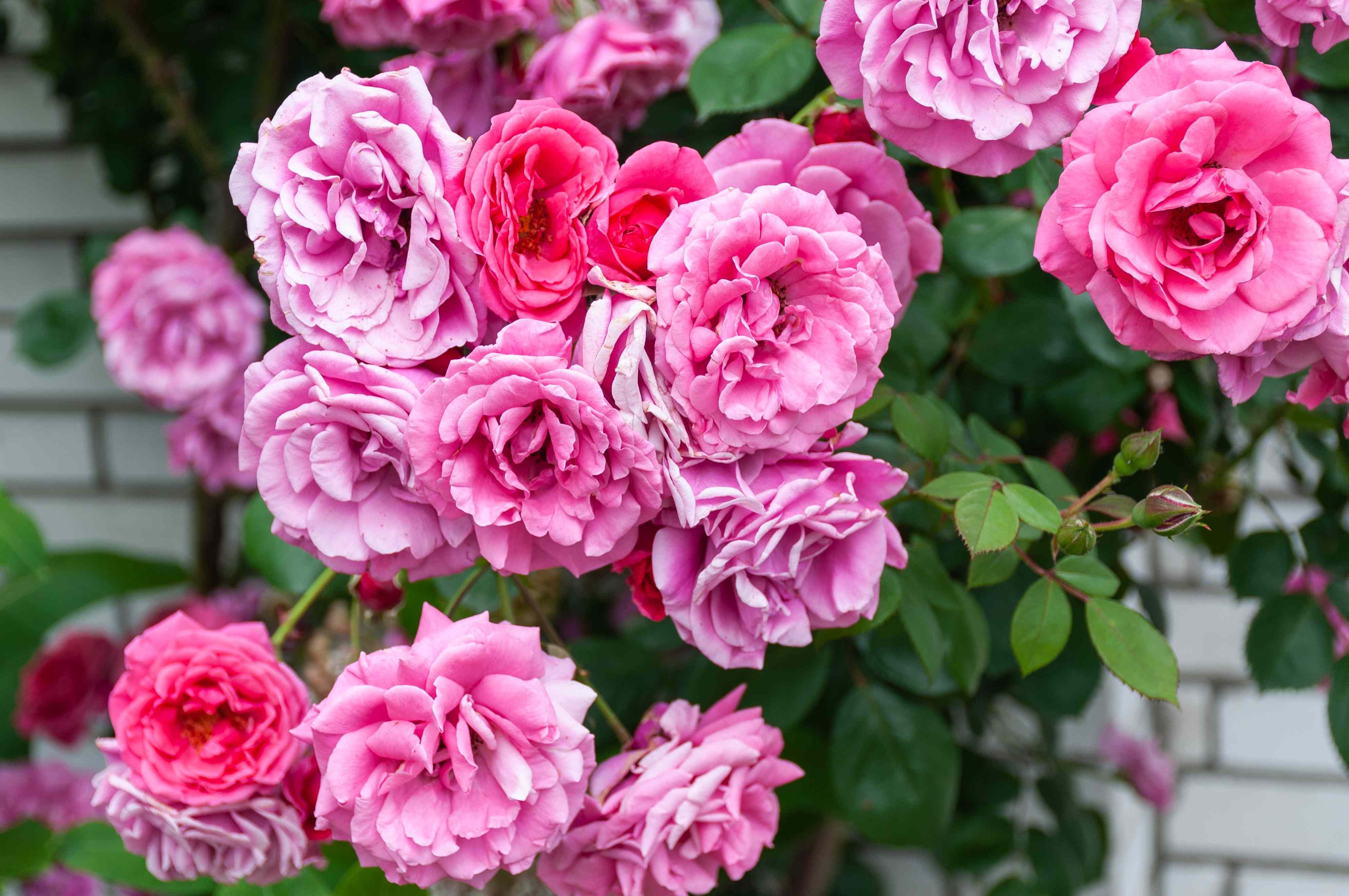How to prune roses the right way—and get more blooms all season long