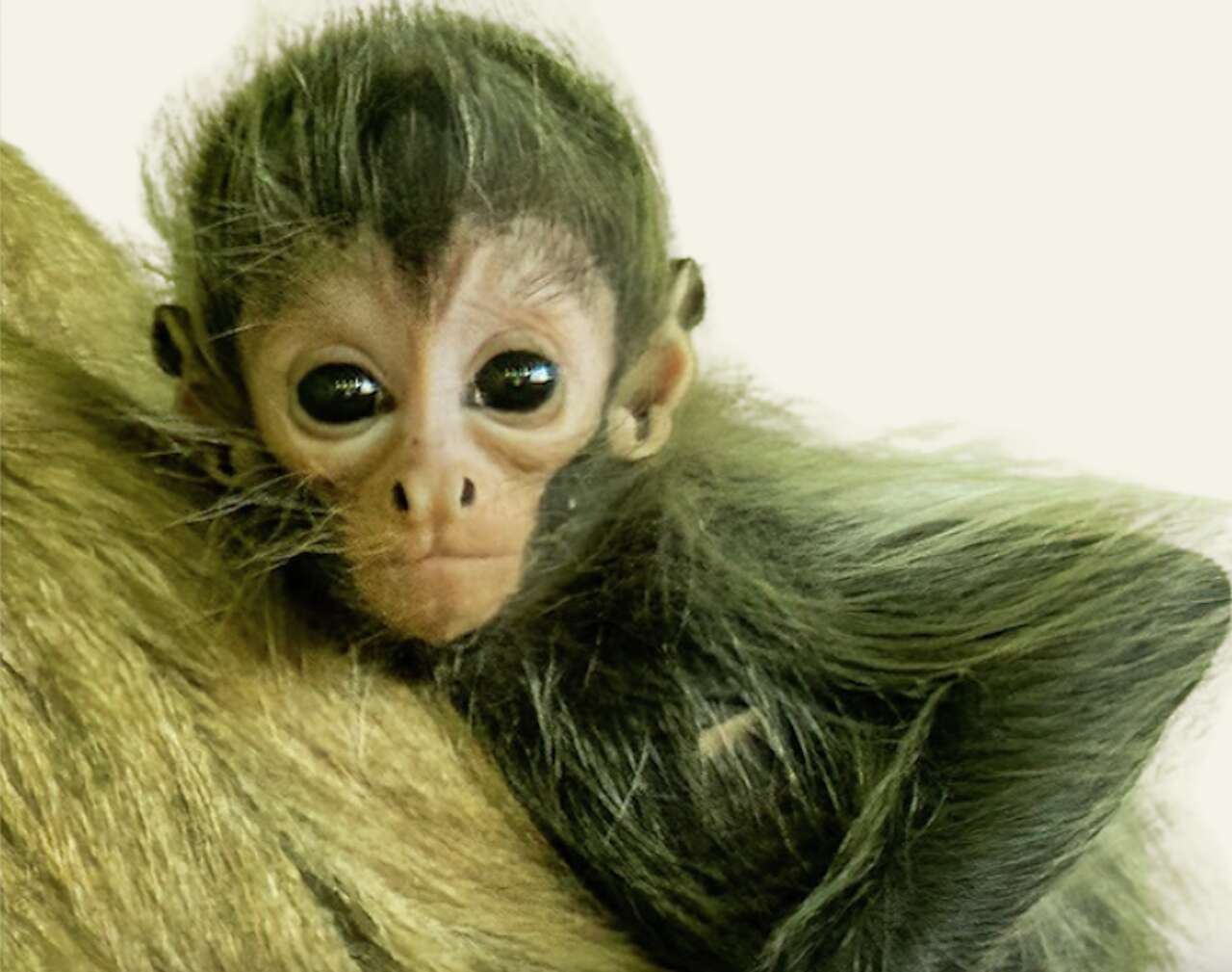 You can help name Beardsley Zoo's new monkey. Here's how.