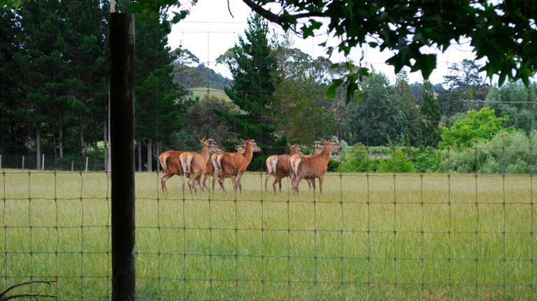 Death threatens a deeply inbred deer population as deformities and ...
