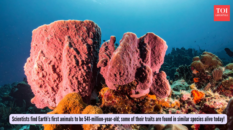 Scientists find Earth’s first animals to be 541-million-year-old; some ...