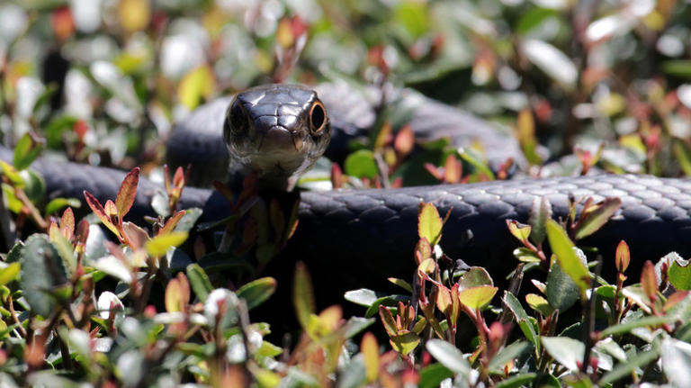 The 5 American states to visit with the fewest snakes