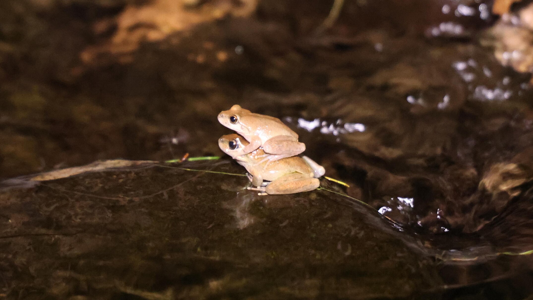 Booroolong frogs return to north-west NSW waterways thanks to breeding ...
