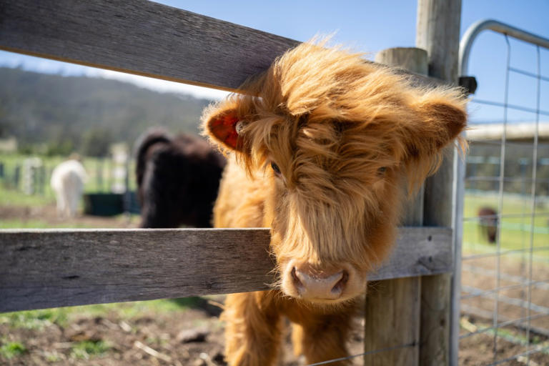 Mini cow's happy little zoomies will put an instant smile on your face
