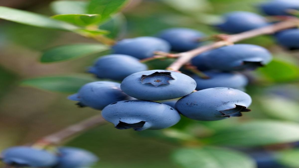 The Best Time to Eat Blueberriesand Why Theyre a Daily Must for Heart ...