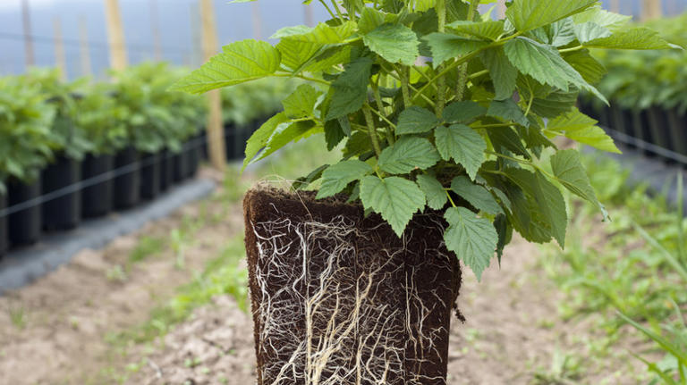 How to grow raspberries indoors for delicious fruit that lasts well ...